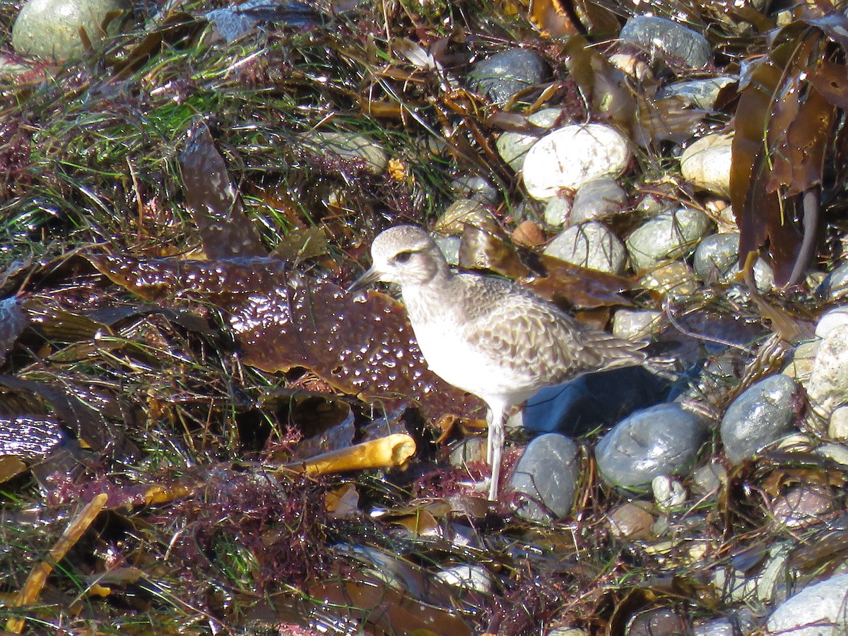 Txirri grisa - ML646826624