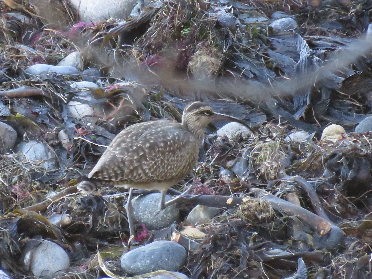 Hudsonian Whimbrel - ML646826626