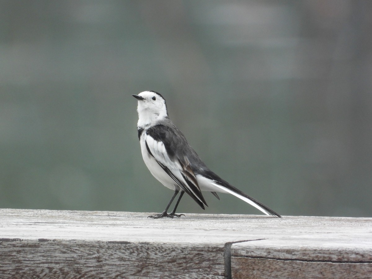 White Wagtail - ML646826630