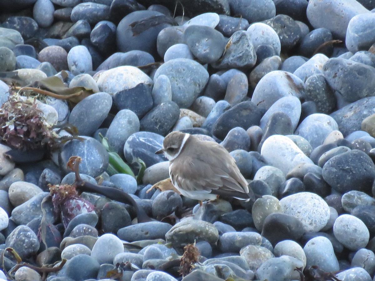 Txirritxo erdipalmatua - ML646826640