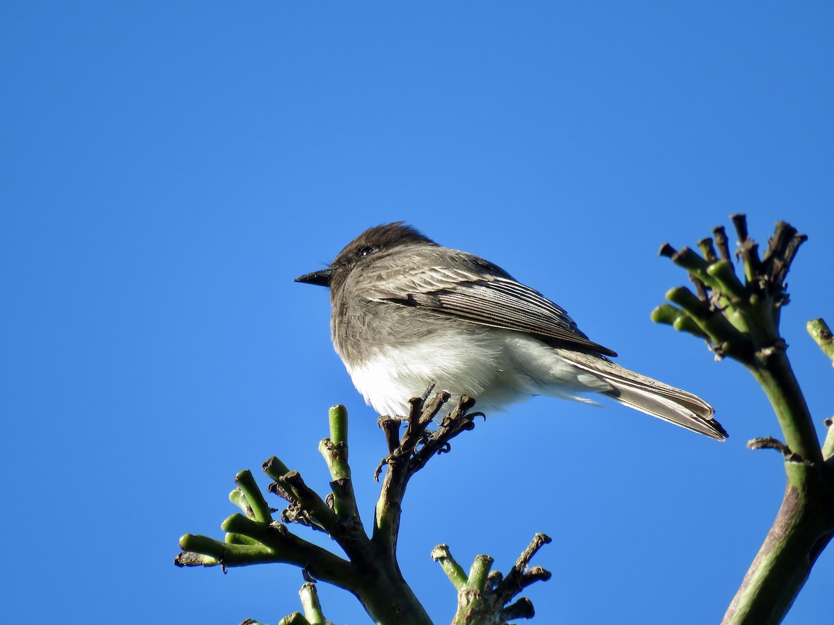 Black Phoebe - ML646826641