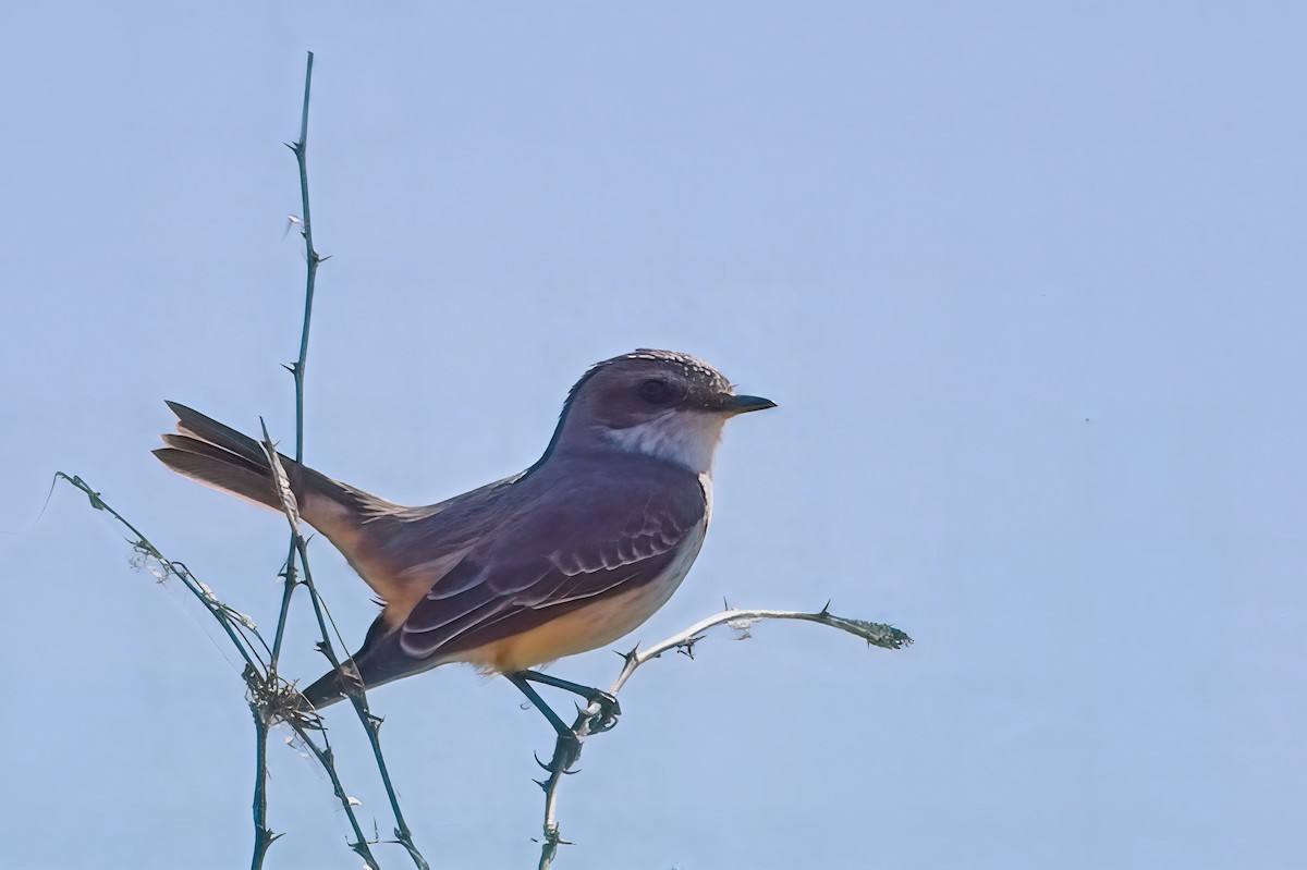 Say's Phoebe - ML646826642