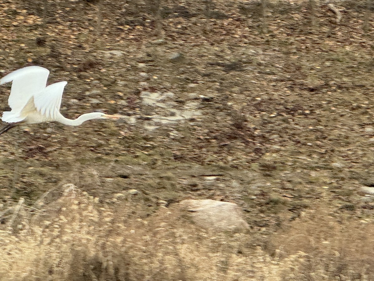 Great Egret (alba) - ML646826643
