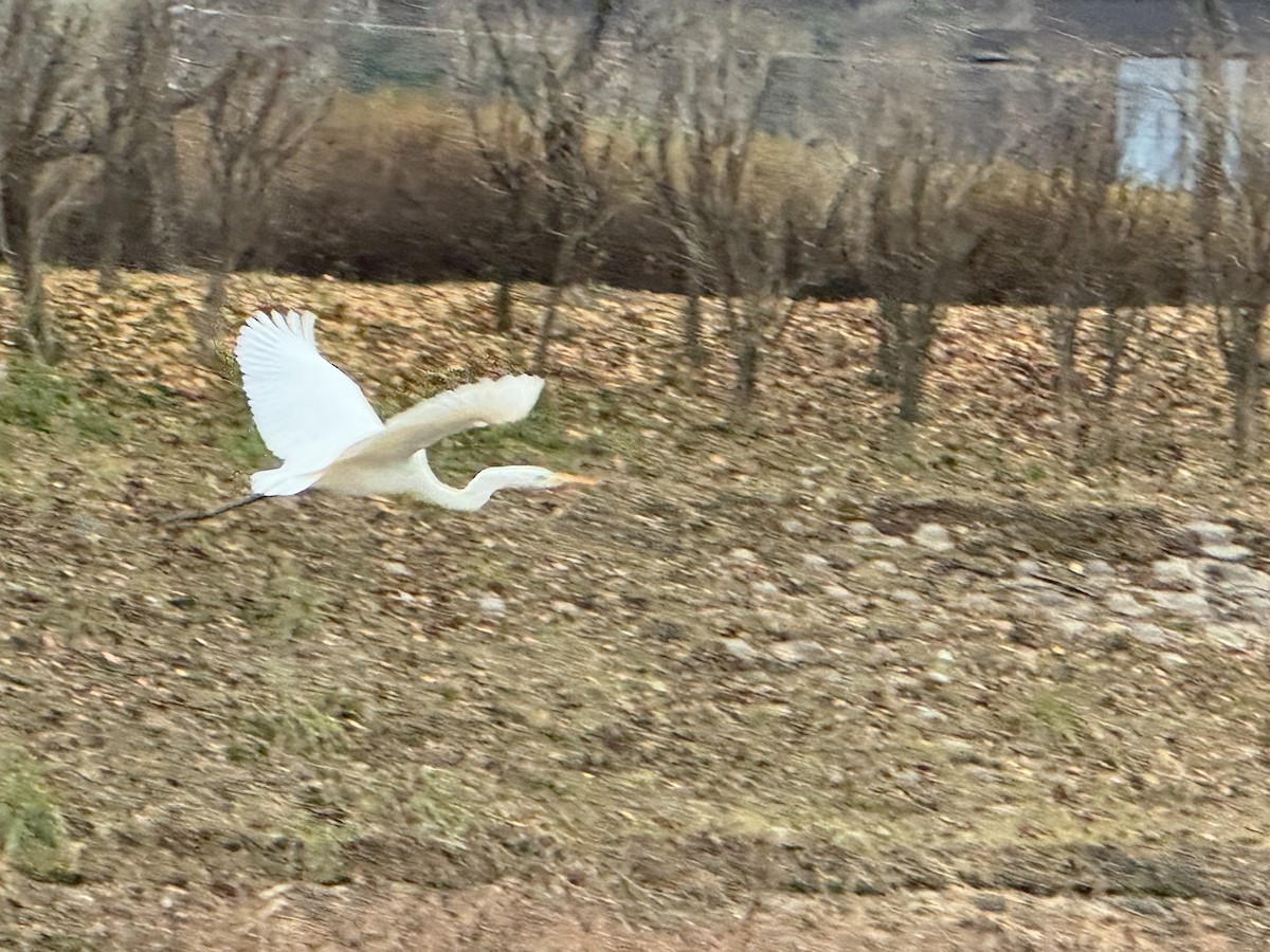 Great Egret (alba) - ML646826644