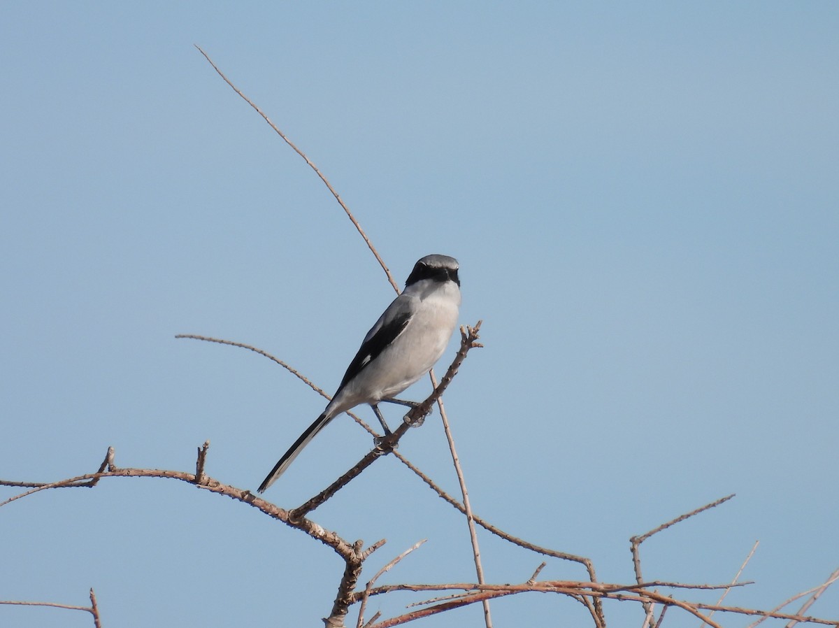 Loggerhead Shrike - ML646826652