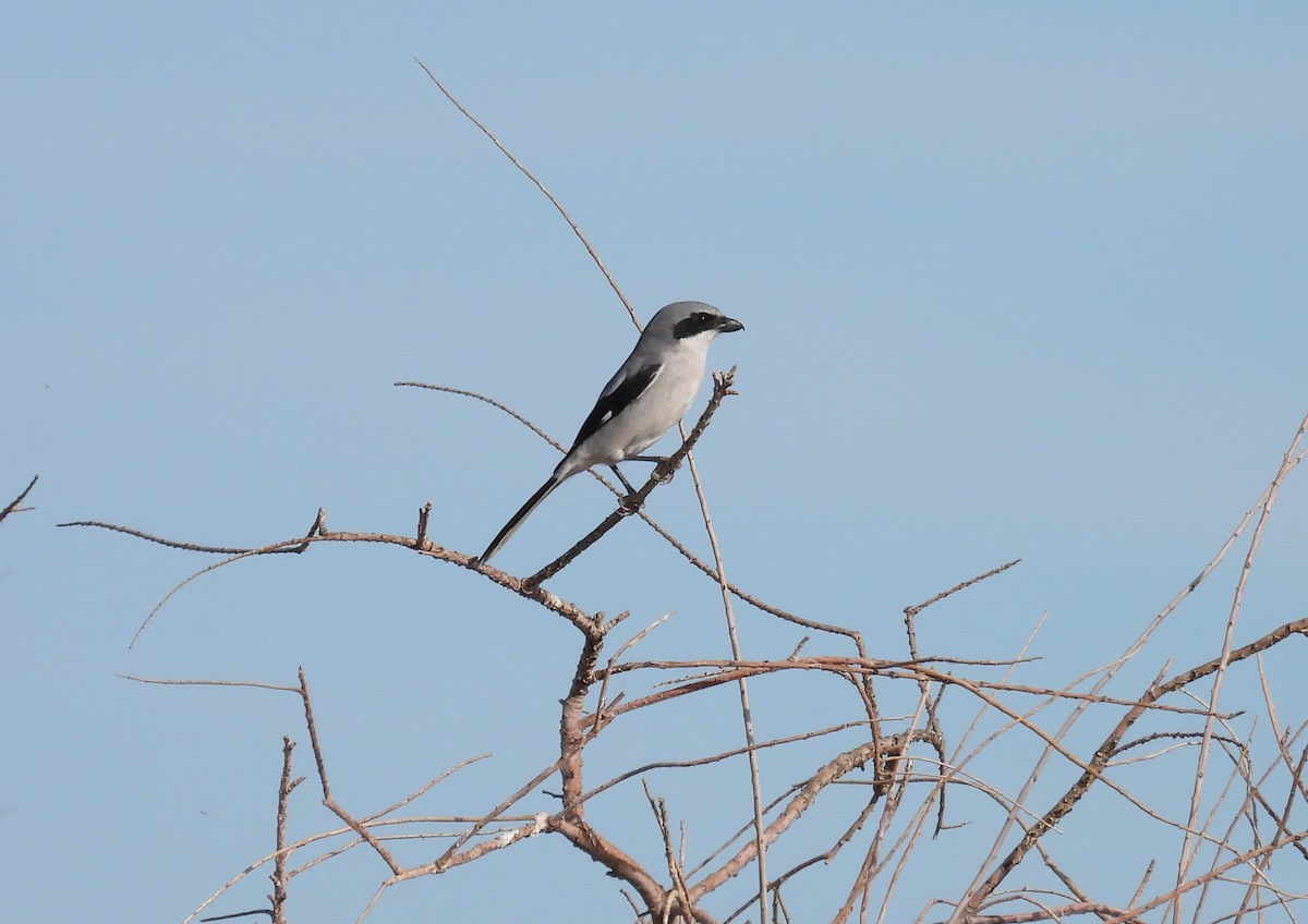 Loggerhead Shrike - ML646826653
