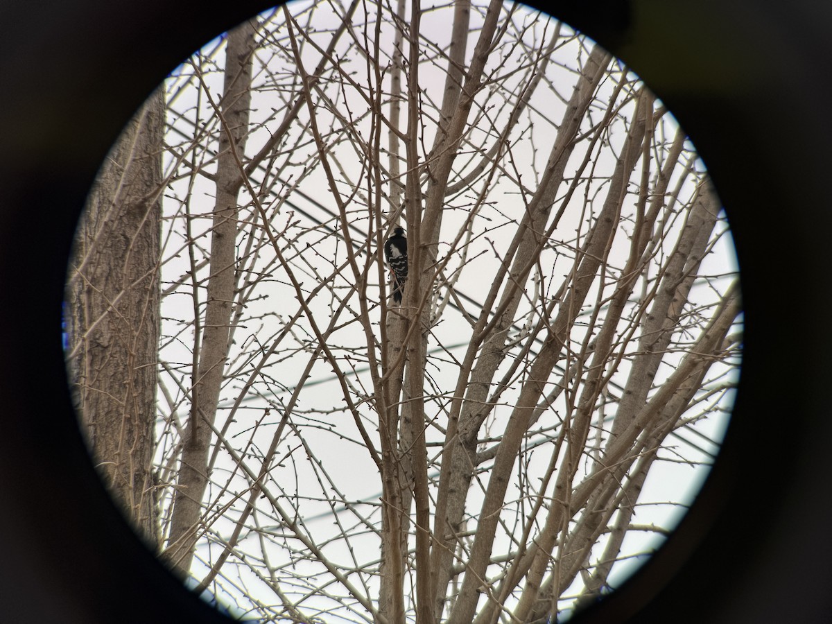 Pico Picapinos (Japonés) - ML646826654