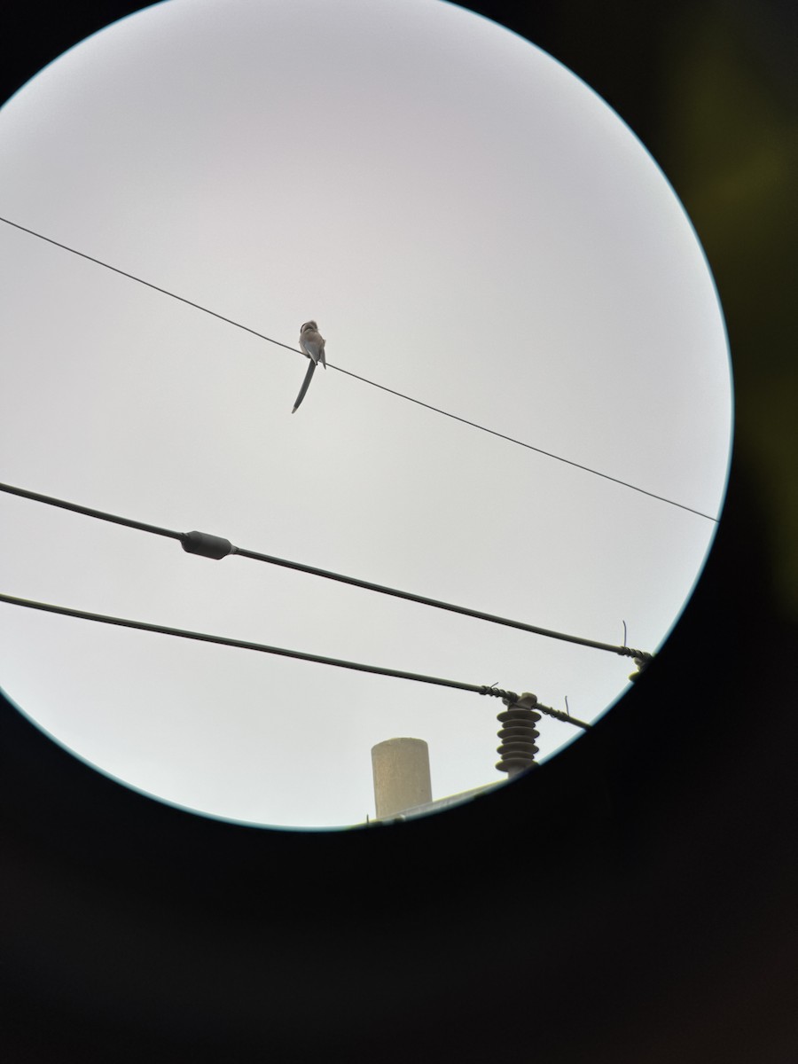 Rabilargo Asiático - ML646826656