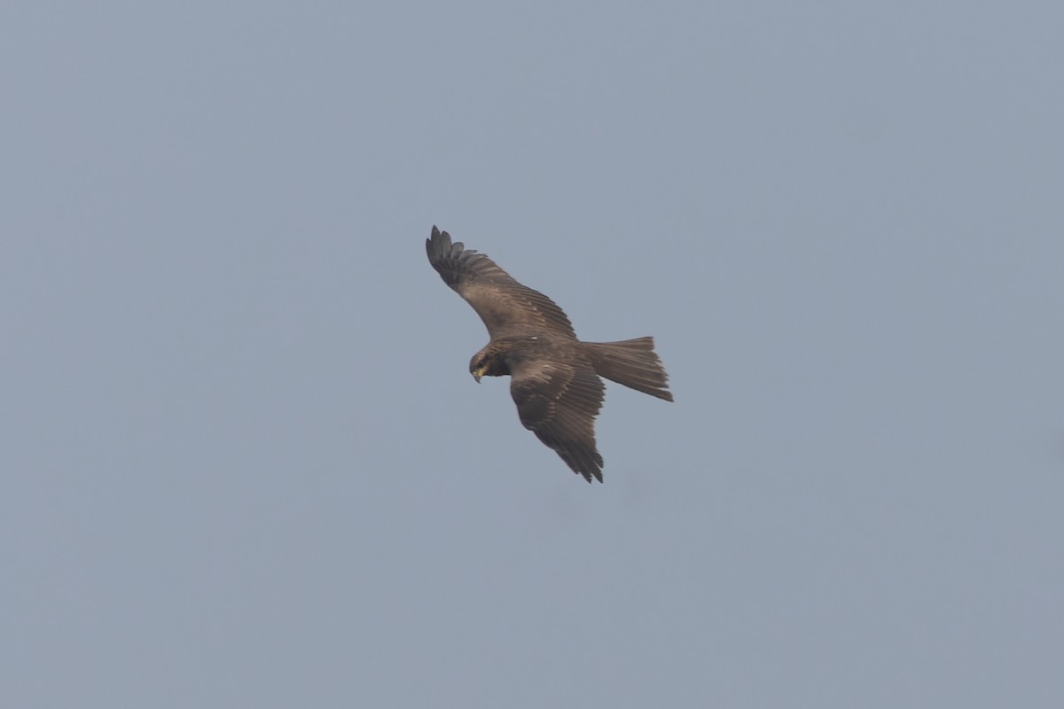 Black Kite - ML646826664