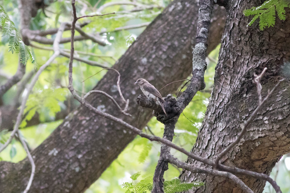 Greater Honeyguide - ML646826667