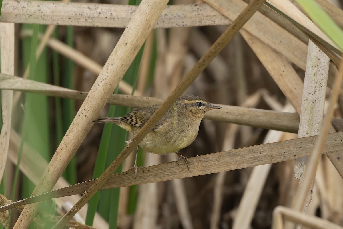 Dusky Warbler - ML646826670