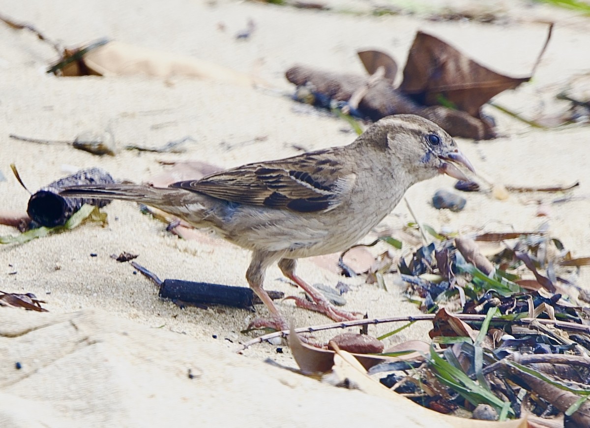 House Sparrow - ML646826672