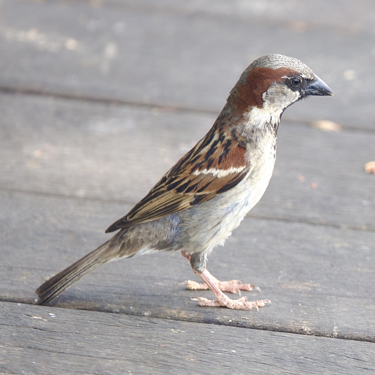 House Sparrow - ML646826673