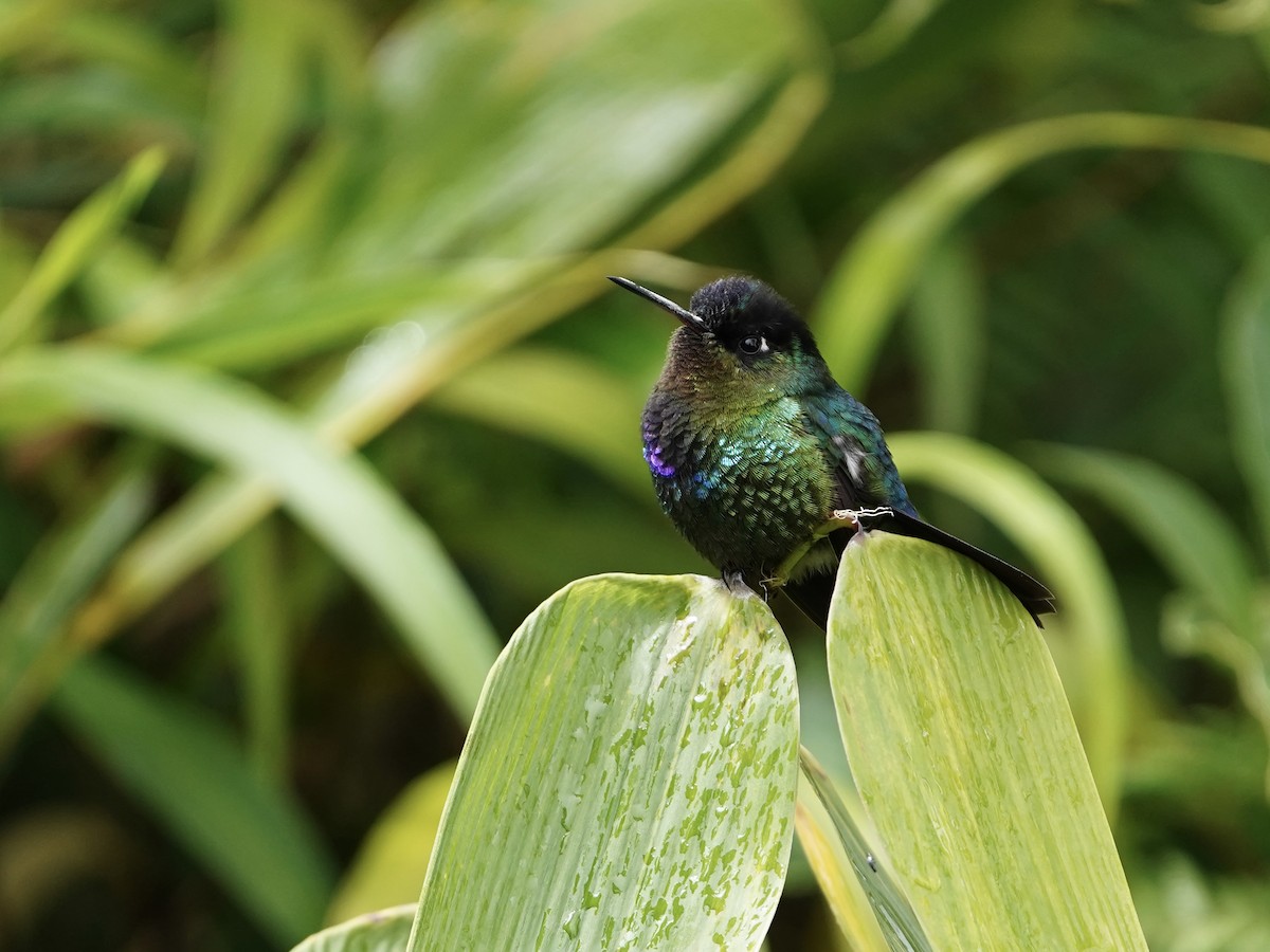 Fiery-throated Hummingbird - ML646826675