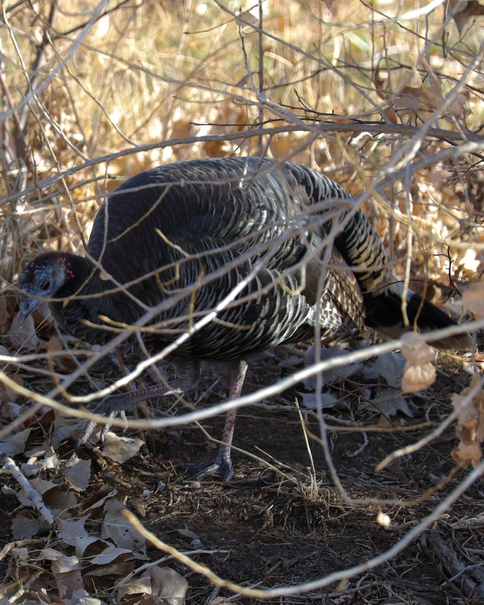 シチメンチョウ - ML646826676