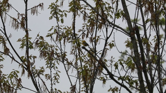 Голубокрылая червеедка - ML646826680