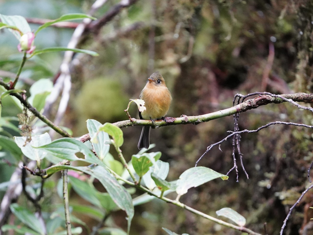 Tufted Flycatcher - ML646826682