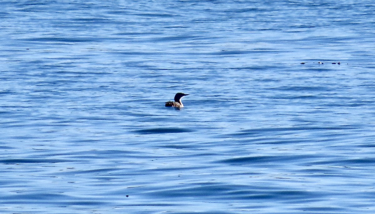 紅喉潛鳥 - ML646826683