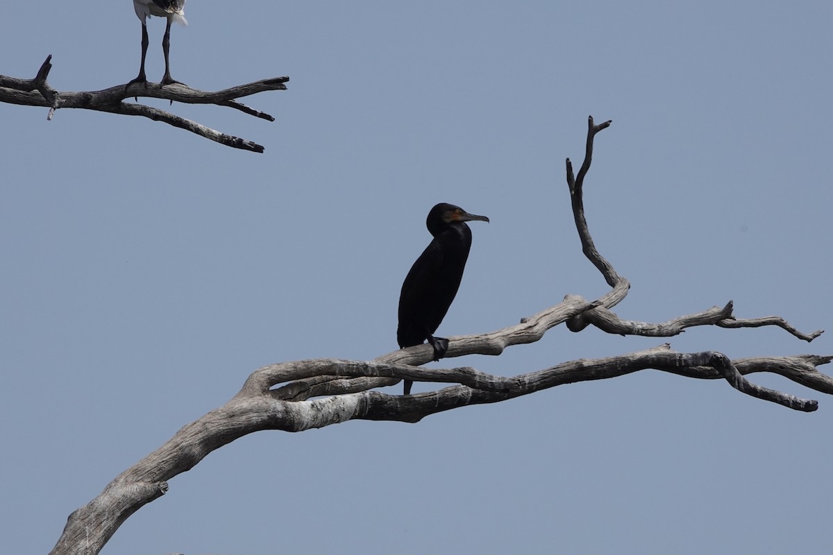 Great Cormorant - ML646826684