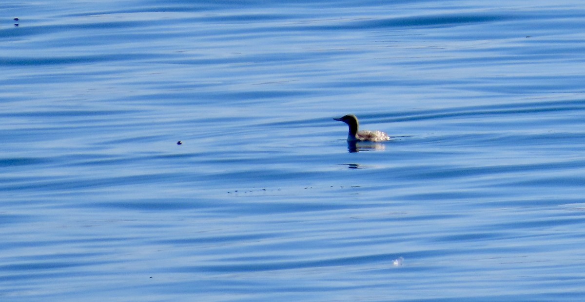 紅喉潛鳥 - ML646826685