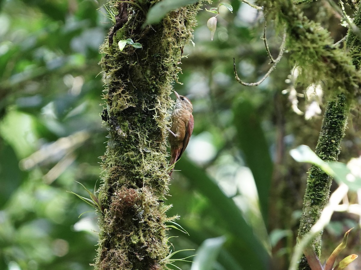 Ruddy Treerunner - ML646826686
