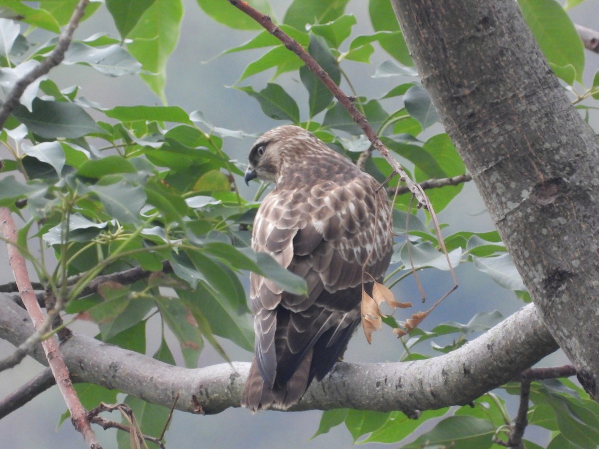 עקב יפני - ML646826687