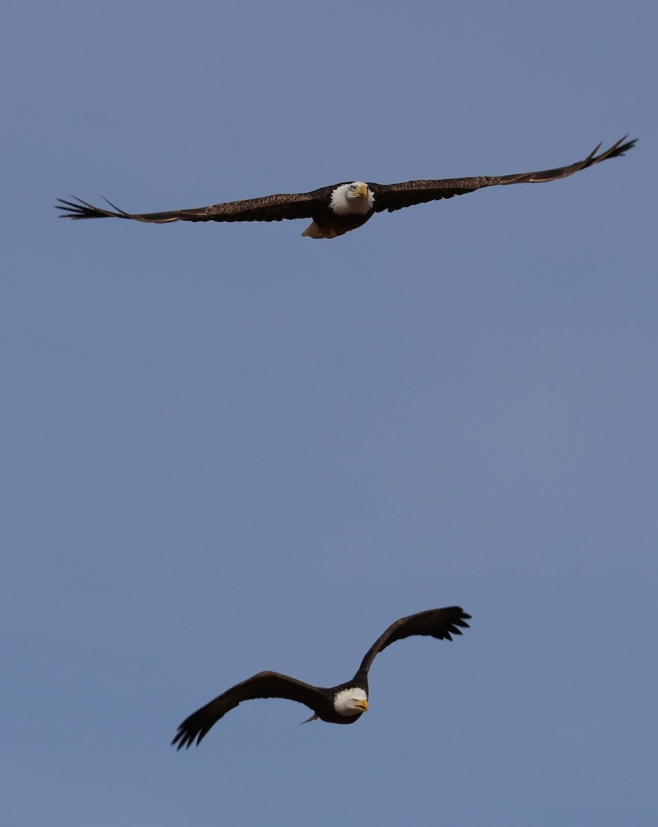 Bald Eagle - ML646826688