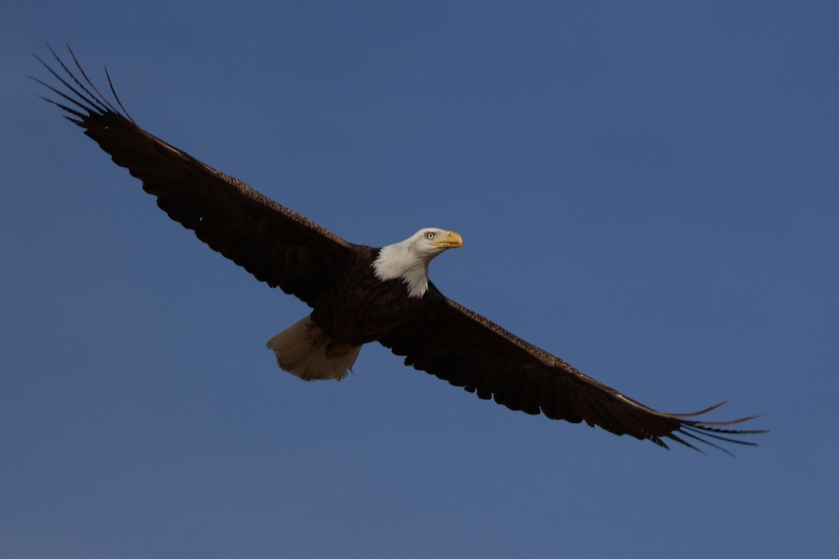 Bald Eagle - ML646826689