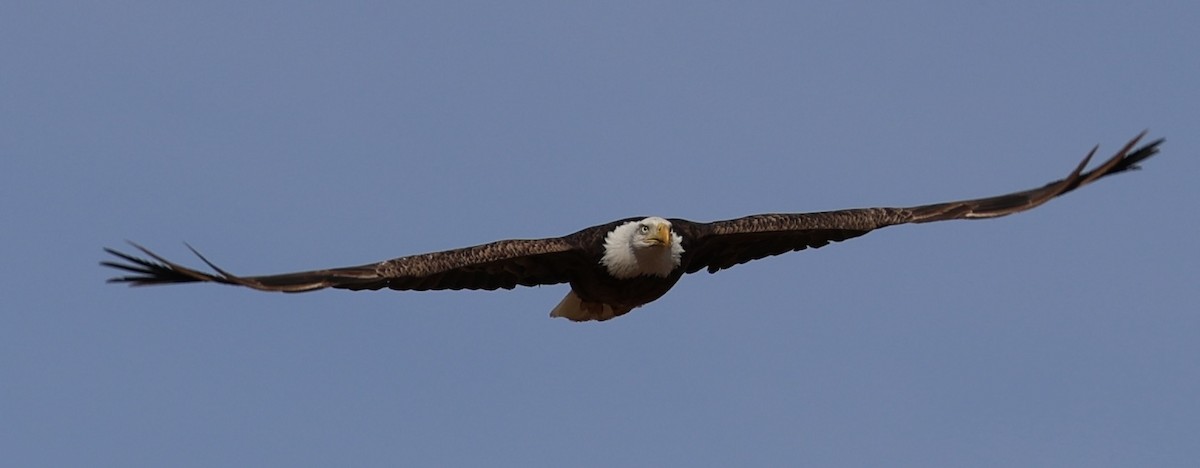 Bald Eagle - ML646826690