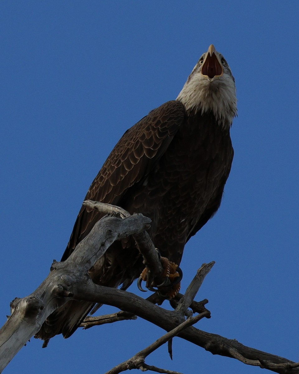 Ak Başlı Kartal - ML646826691