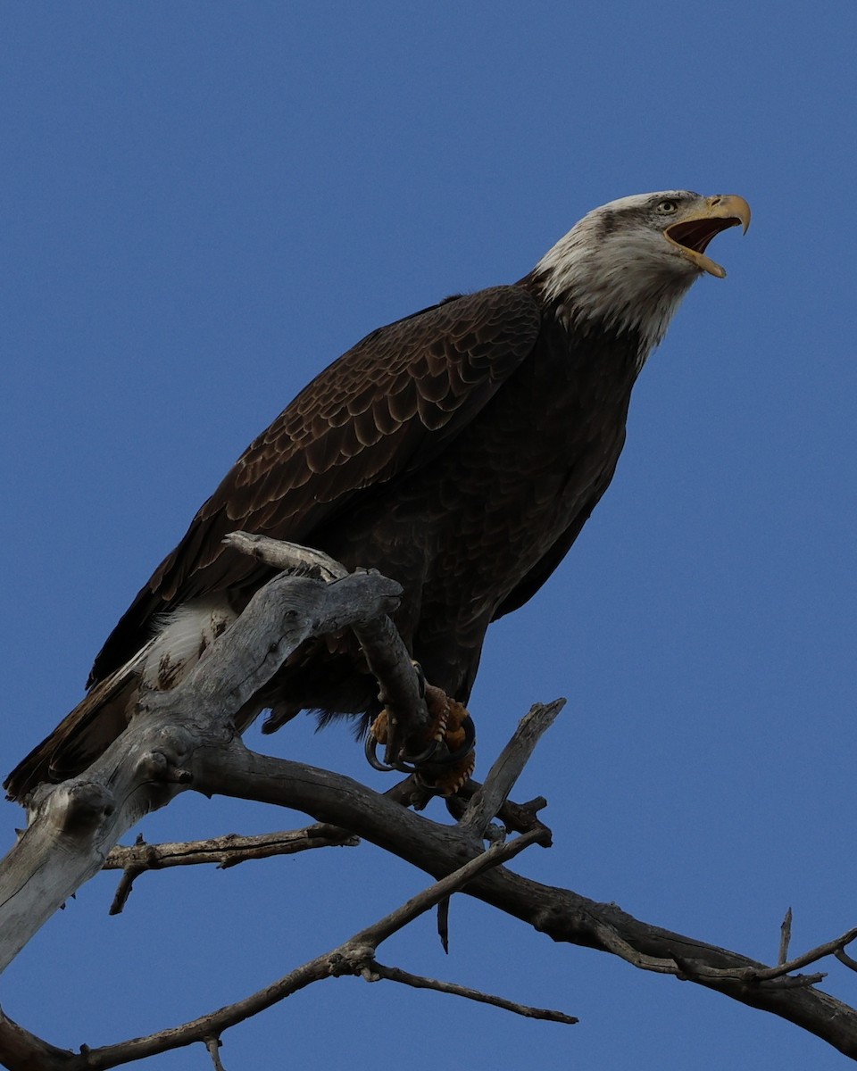 Ak Başlı Kartal - ML646826692