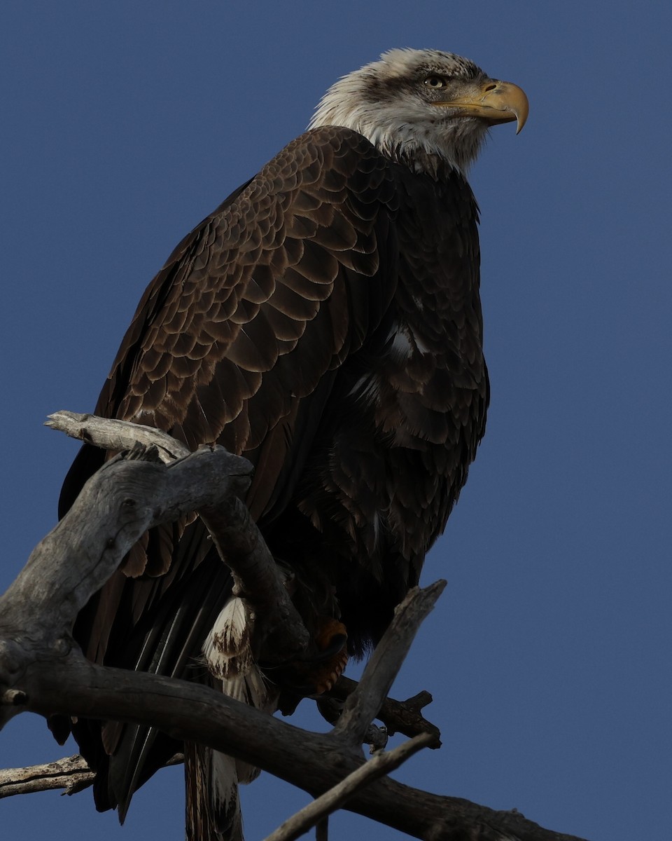 Ak Başlı Kartal - ML646826693