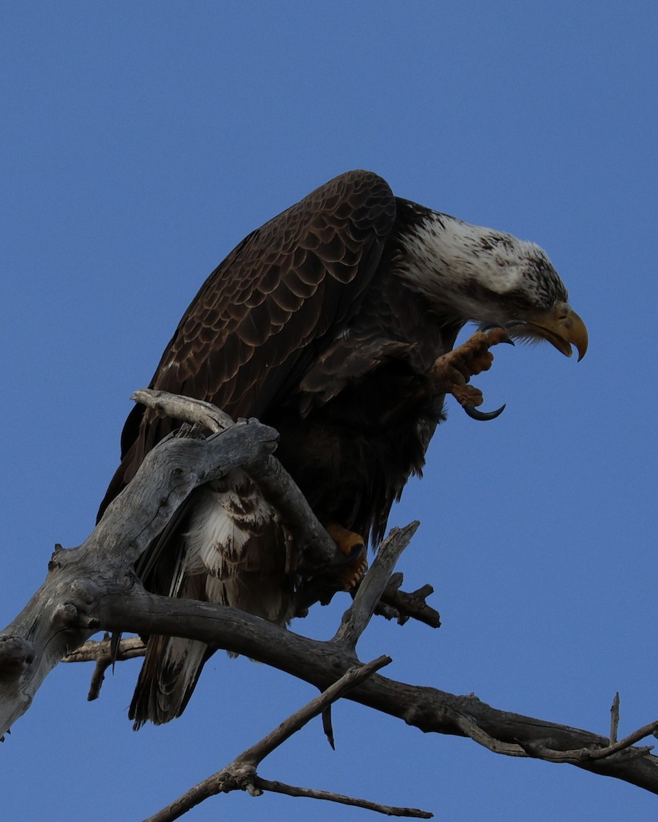 Ak Başlı Kartal - ML646826694