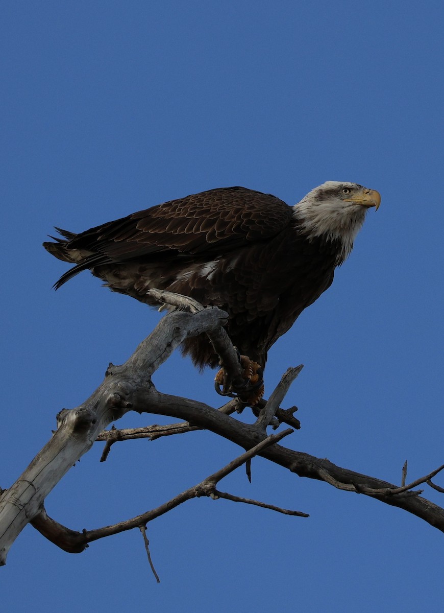 Ak Başlı Kartal - ML646826695