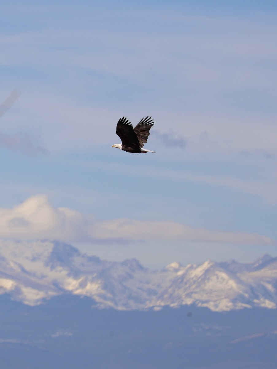 Ak Başlı Kartal - ML646826696