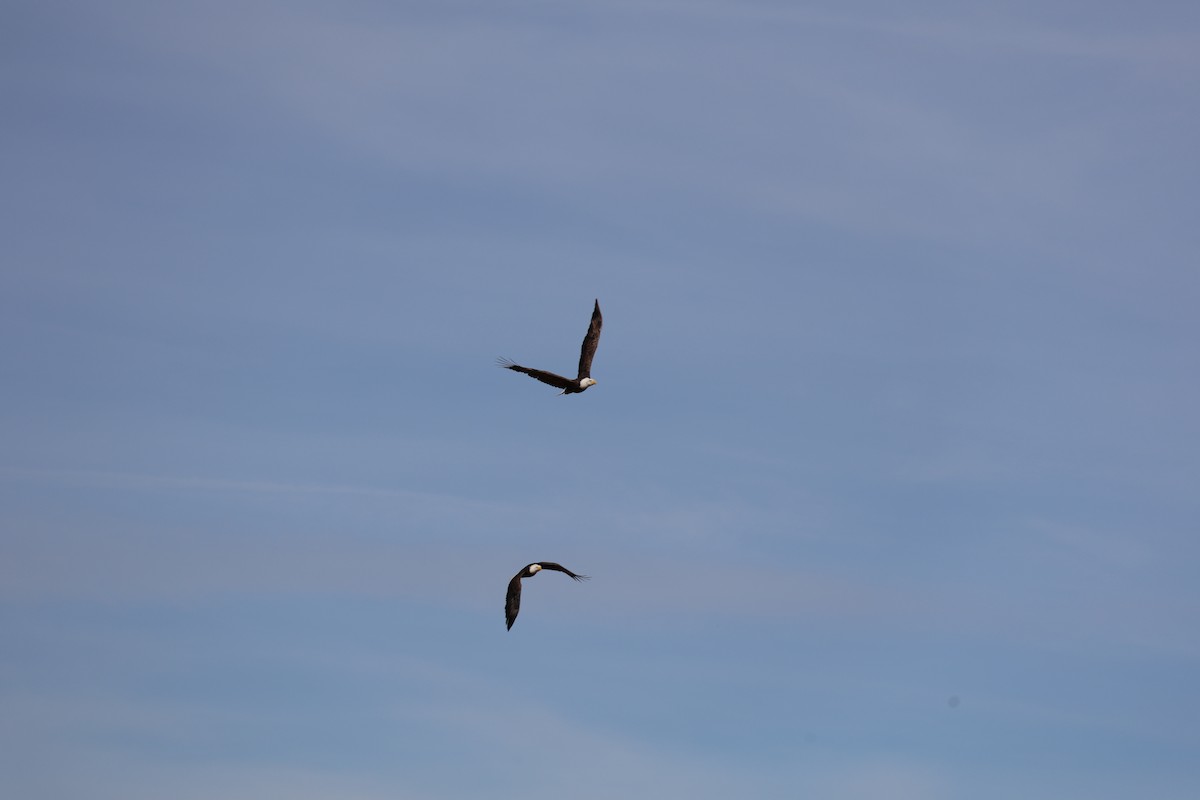 Ak Başlı Kartal - ML646826697