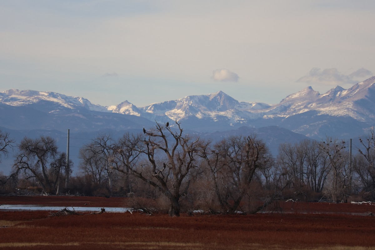 Ak Başlı Kartal - ML646826698