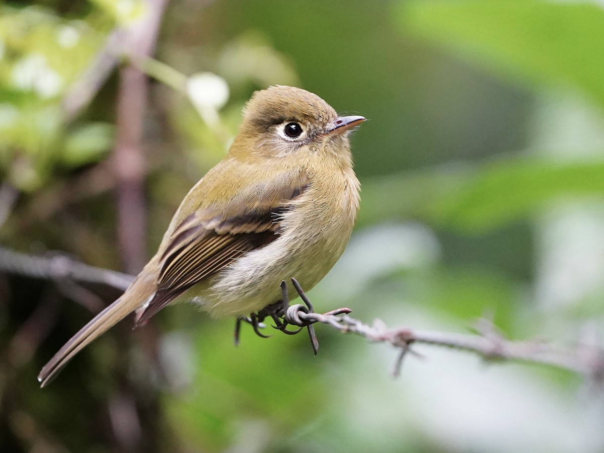 Yellowish Flycatcher - ML646826700