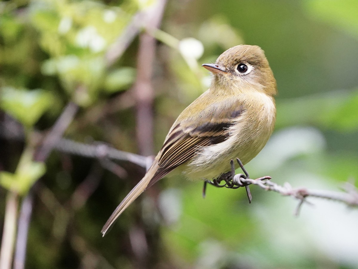 Yellowish Flycatcher - ML646826701