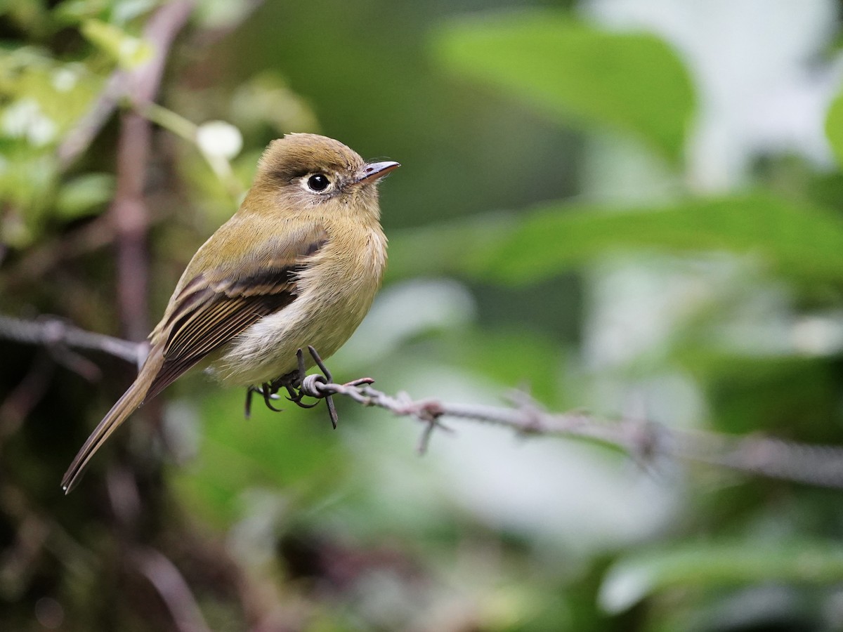 Yellowish Flycatcher - ML646826702