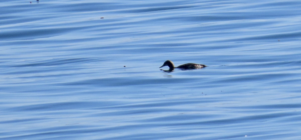 紅喉潛鳥 - ML646826703