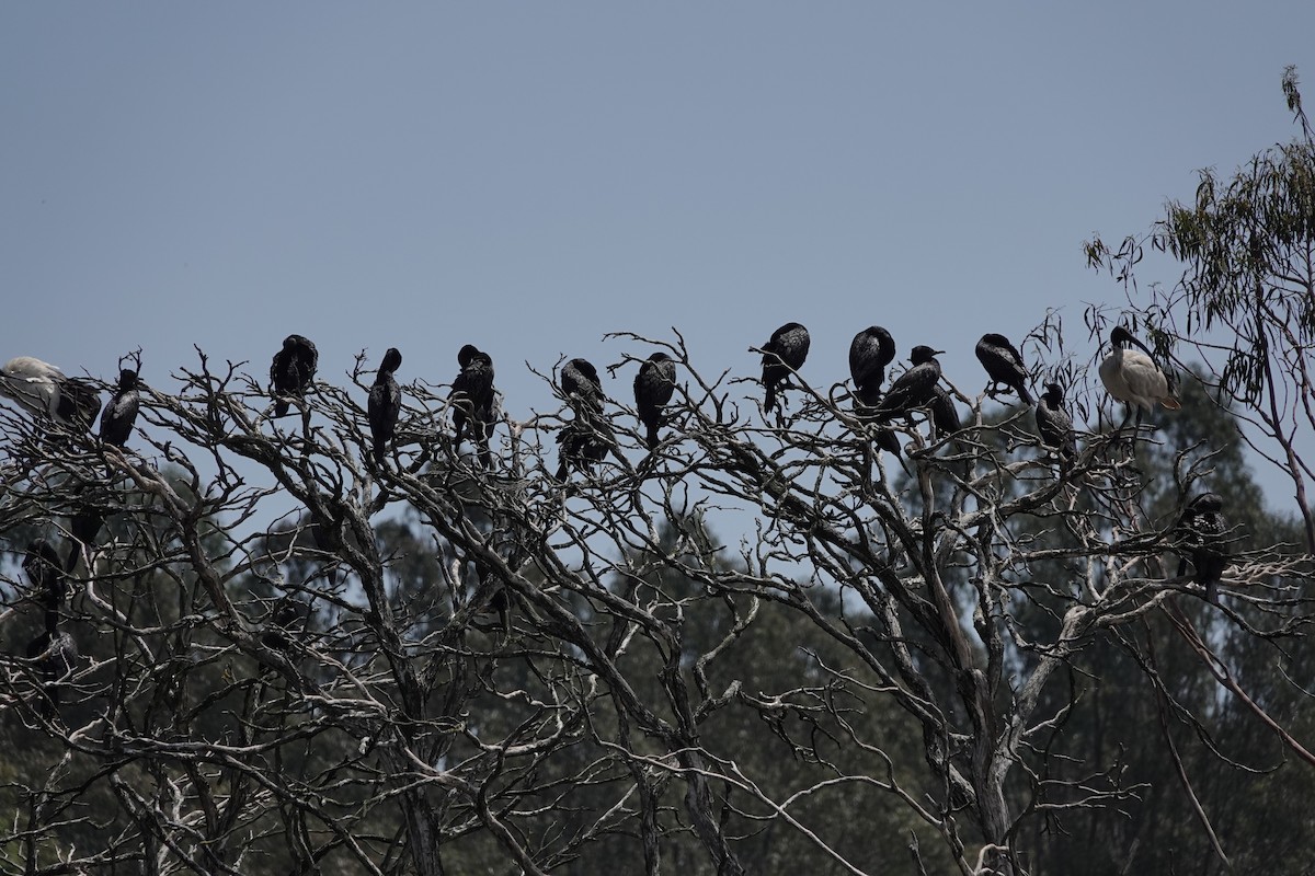 kormorán australský - ML646826704