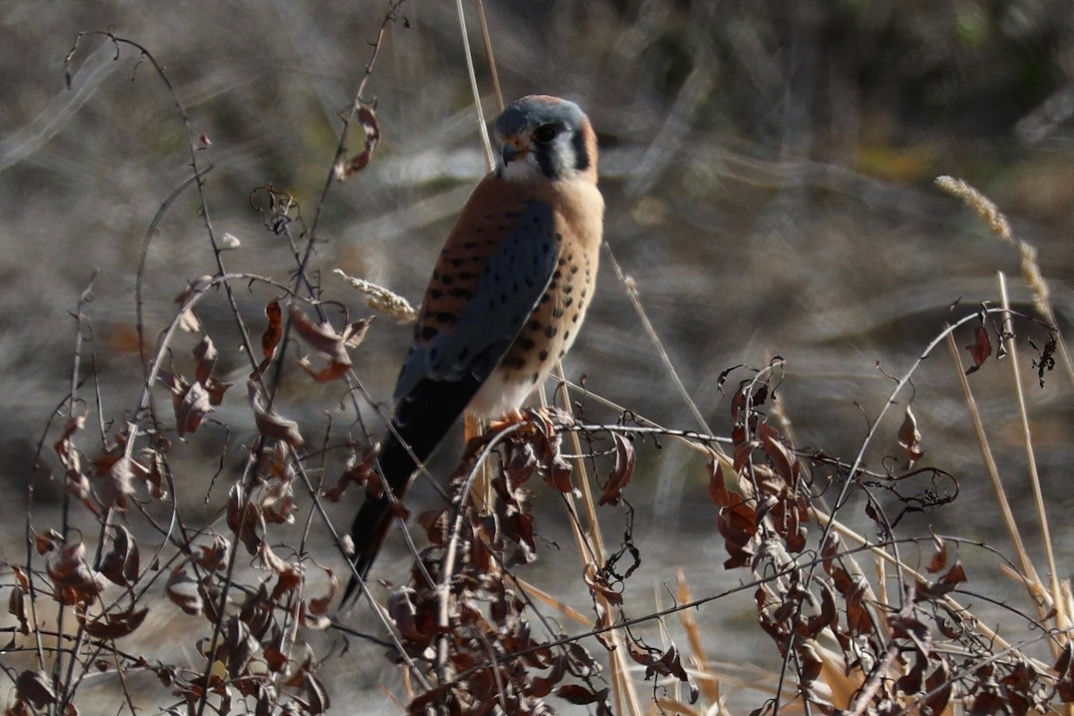 Ala Kerkenez - ML646826705