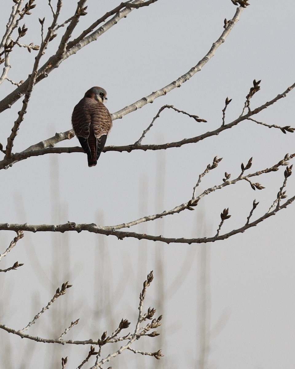 Ala Kerkenez - ML646826707