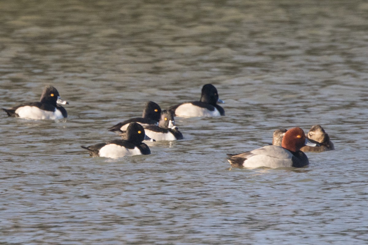 Redhead - ML646826712