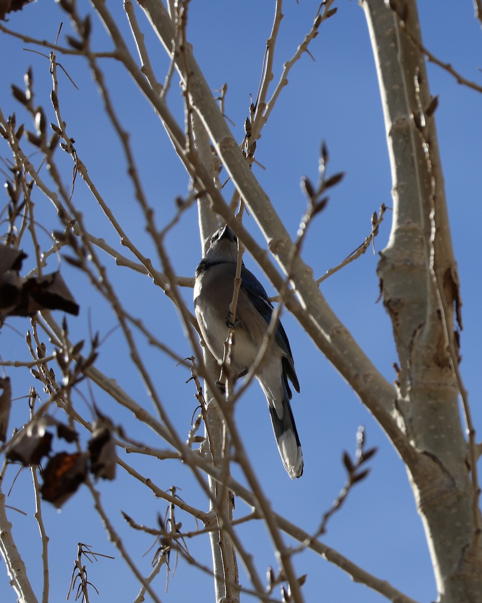 Mavi Karga - ML646826713