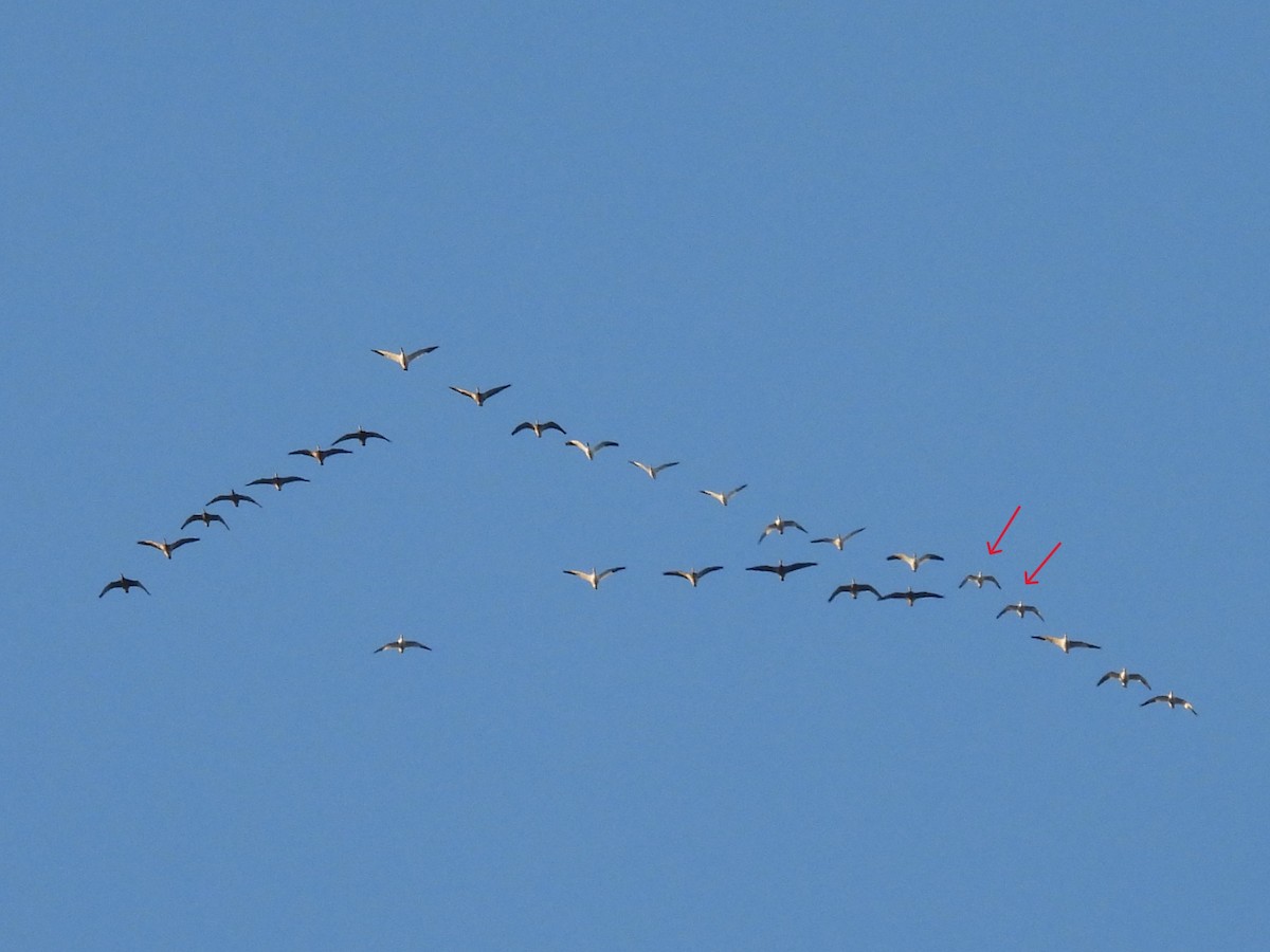 Ánsar de Ross - ML646826715