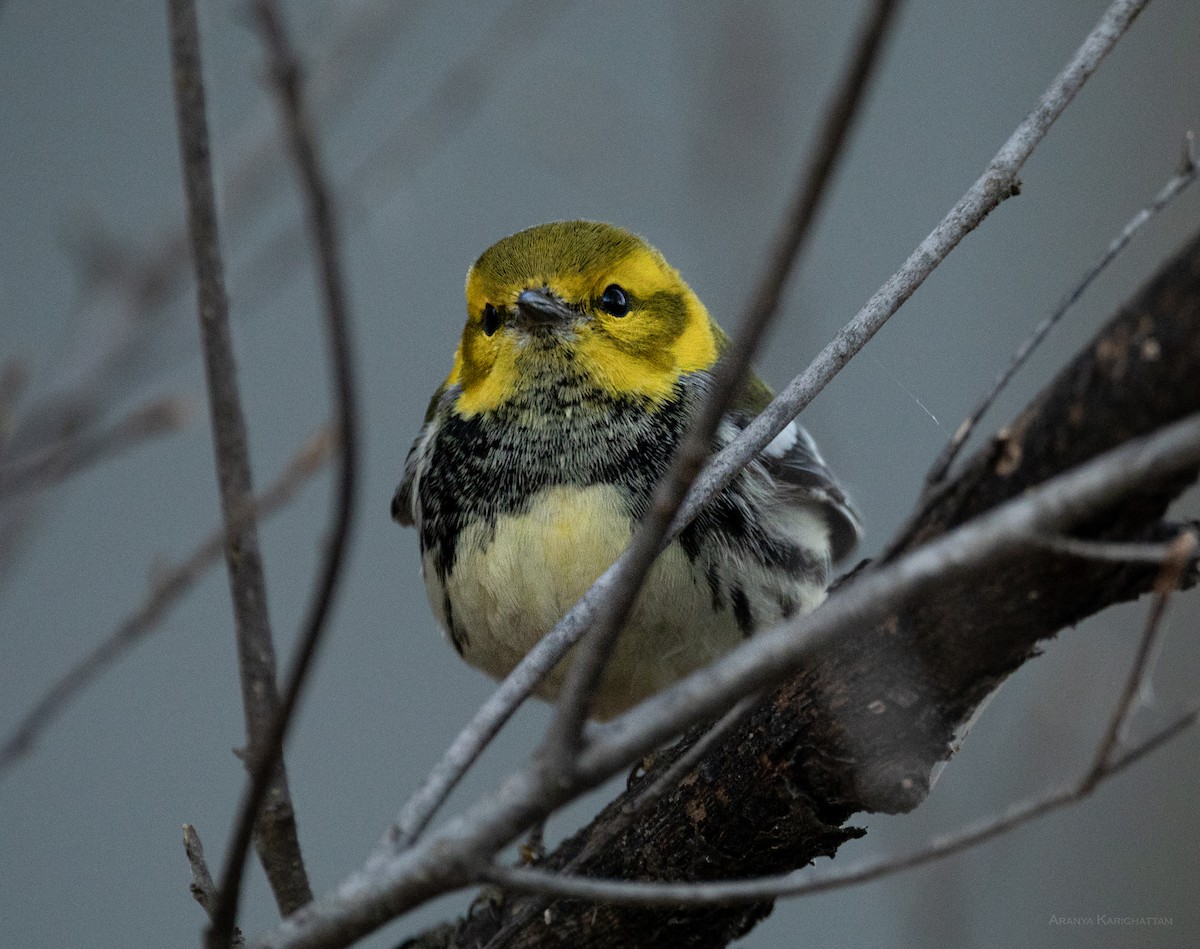 Black-throated Green Warbler - ML646826719