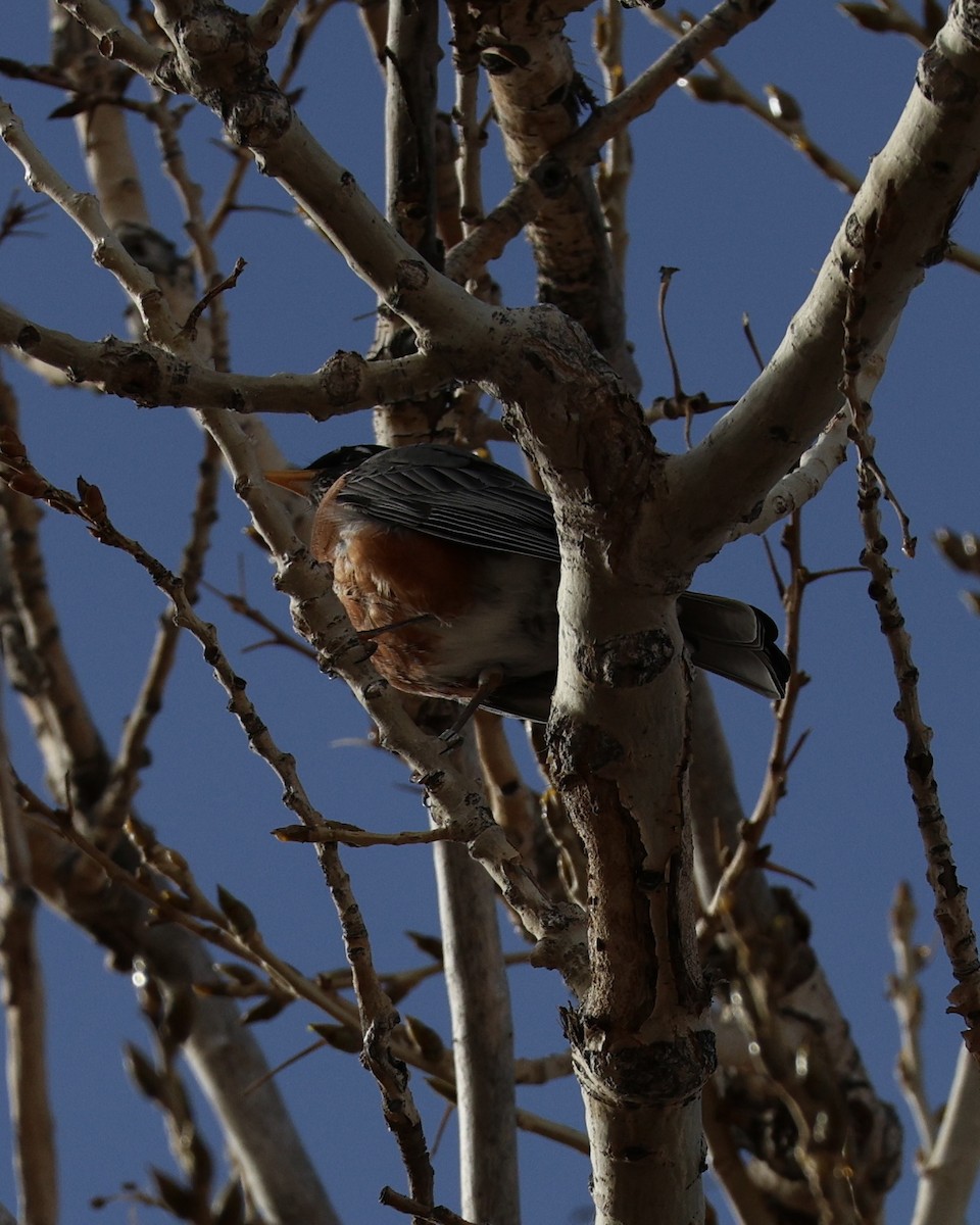 Göçmen Ardıç - ML646826720