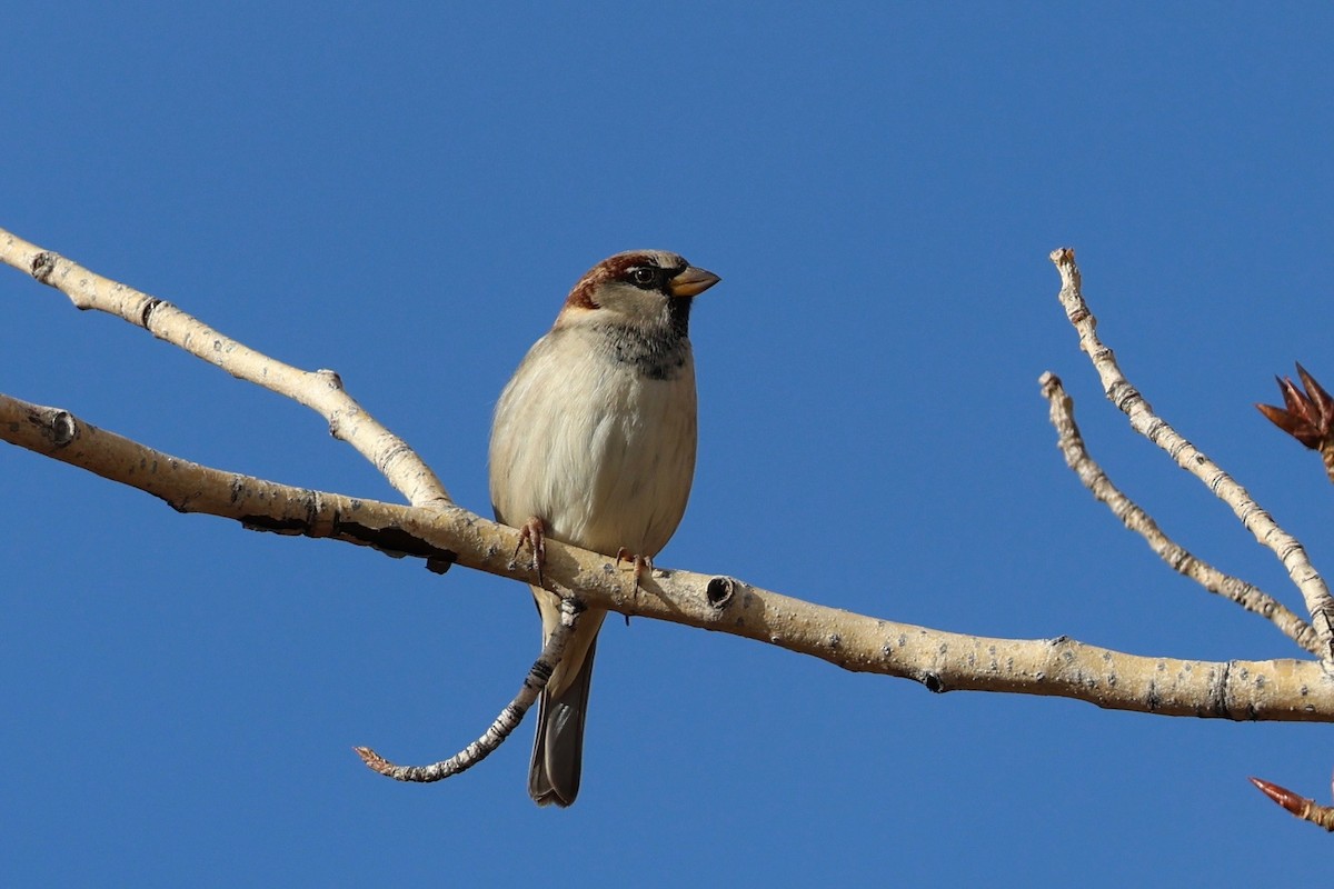 Serçe - ML646826723